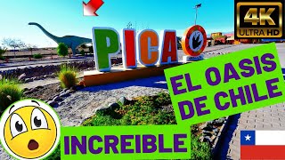 PICA el OASIS DEL DESIERTO - IQUIQUE - CHILE