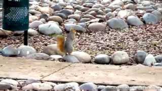 Squirrel Running with a Peanut by AnimalsReview 2,517 views 8 years ago 40 seconds