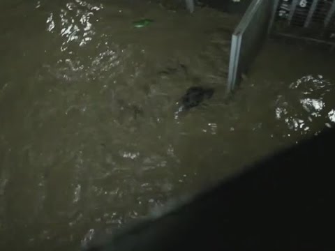 დატბორვის კადრები - ძაღლების თავშესაფარი მოხალისეთა დახმარებას ითხოვს;