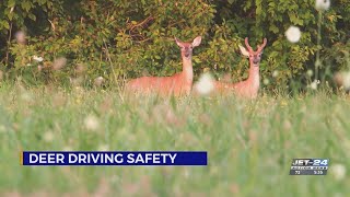 PennDOT official emphasizes driving safety to avoid animal collisions