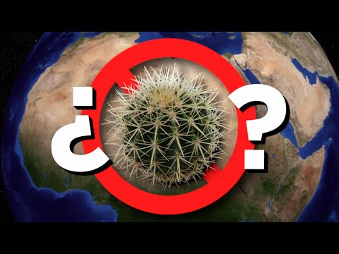 Video: ¿Qué son los gloquidios? Información sobre los gloquidios de cactus y cómo eliminarlos