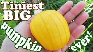 Big Pumpkin Seeds Plant Harvest - Growing Pumpkins For Halloween Carving - Fruit Picking - Jazevox