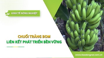 [🔴] Kinh tế nông nghiệp 26-11-2025 | Thông tin hữu ích || ĐNNRTV