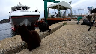 【猫島】到着する船を待ち構える猫達
