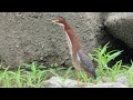 Green Heron Hunting Fish and flying