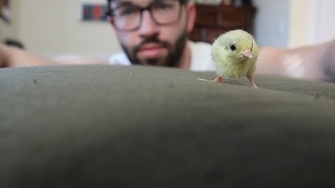 Using My Mini Incubator to Hatch Button Quail