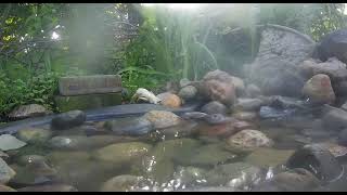 Ostdrossel pond cam