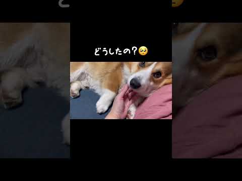 【コーギー】ペットあるある #shorts ※音源使わせていただきました