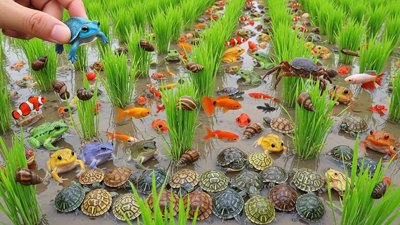 Realistic POV Catching Colorful Fish & Frogs in Clear Water | Peaceful Countryside Day Adventure