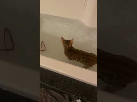 Video 6424741: bengal cat kitten, bengal cats love water