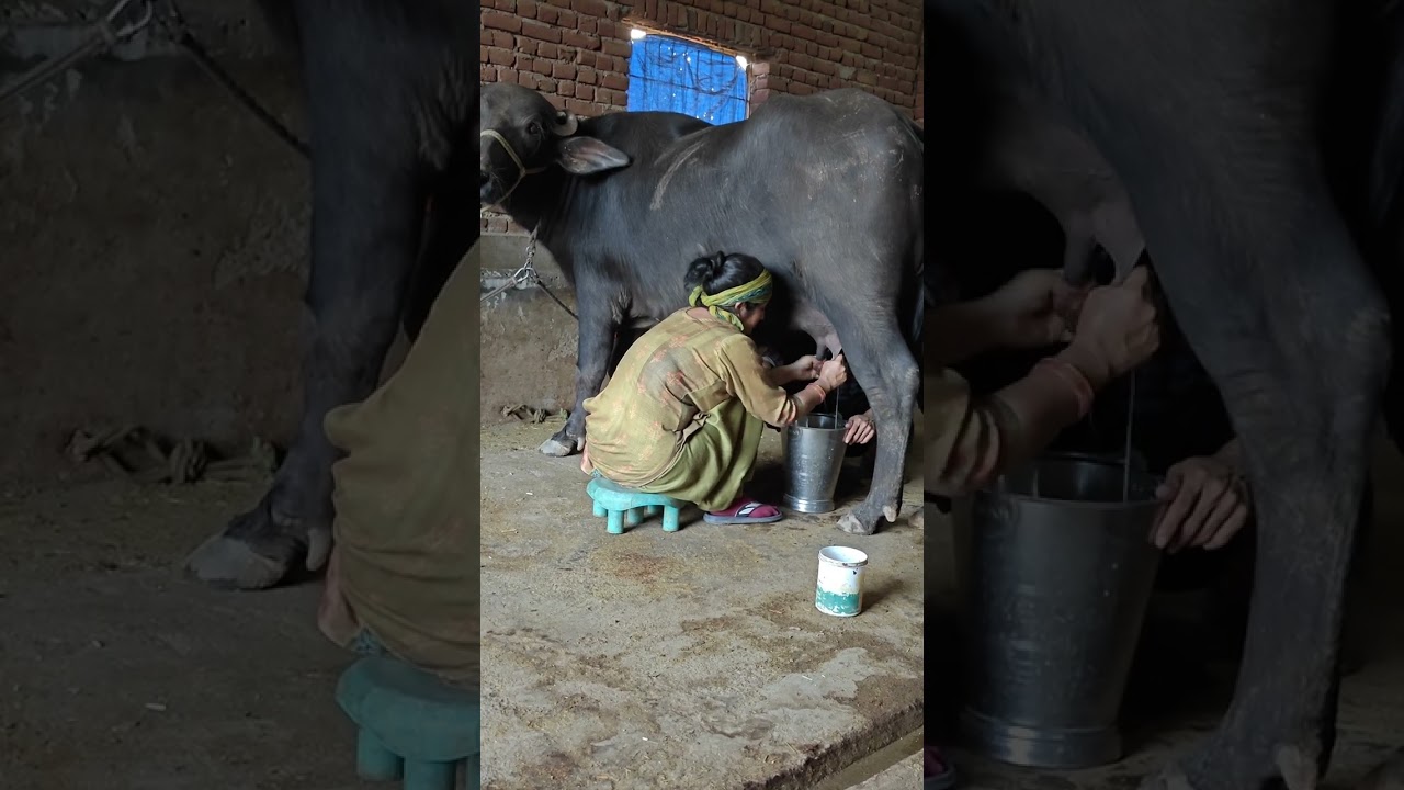 Milking 3yrs old Buffalo and about breed process