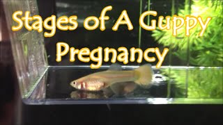 Stages Of A Guppy Pregnancy