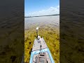 Dolphins Beat Us to the Fish at Low Tide!