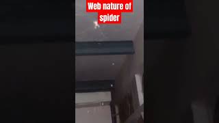 #nature spider on web masterpiece.🕷️🕸️