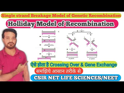 Holliday Model of