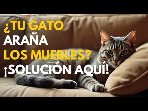 ¡NO MÁS ARAÑAZOS EN EL SOFÁ! aunque no lo creas ¡TIENE SOLUCIÓN! | Encantadora de Gatos