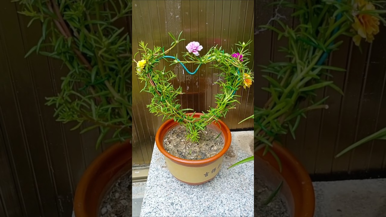 Review Planting tips love Portulaca flower bloom #shorts #viralvideo #plants #flowers #diy