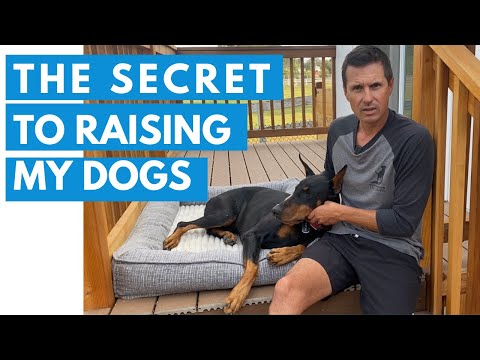 Video: Tips för att höja en mild hund