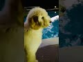 Puppy age…when everything seems new!
