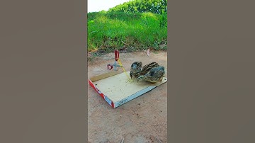 Easy DIY Quail Trap Using Cardboard Box #shorts