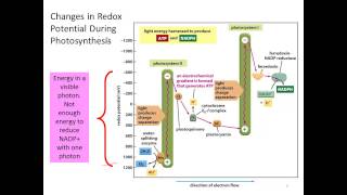L11v04 photosynthesis 2
