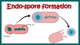 Endospore formation in bacteria | Structure of endospore | endospore forming pathogenic bacteria