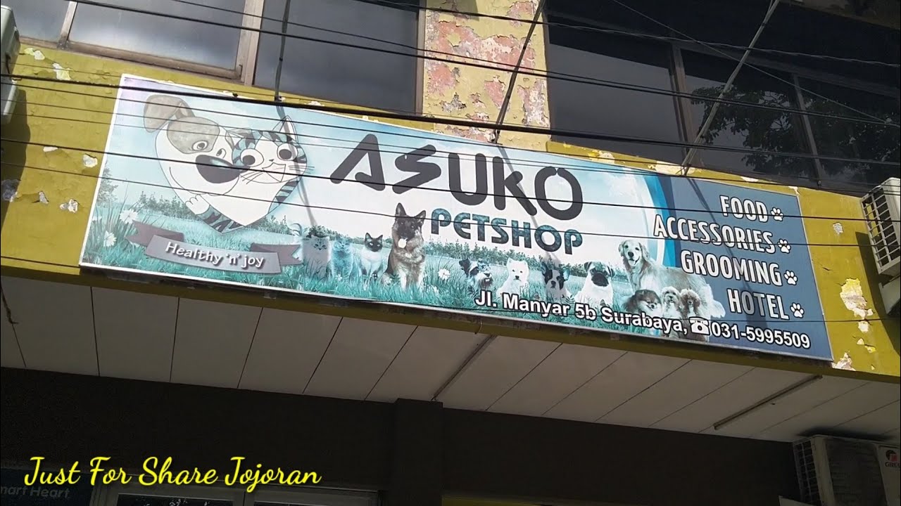 Asuko Petshop Manyar Surabaya Makanan Hewan YouTube