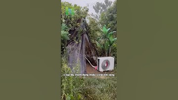 1 túp lều tranh thiếu trái tim vàng