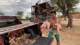 ROTA DE ENTREGA SUÍNOS SNL EM ALAGOAS 