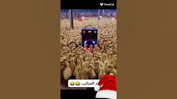 ليله عند الحبايب ليله نجيب اللي غايب 