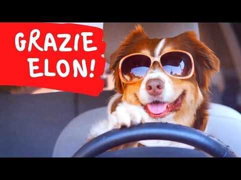 Video: Cos'è la modalità cane Tesla?