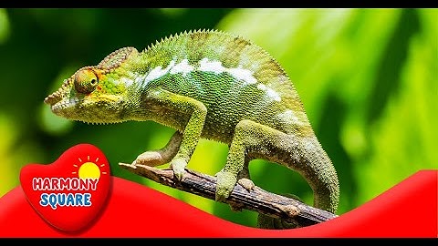 What is Adaptation - More Grades 9-12 Science on the Learning Videos Channel