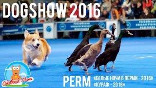 DOG SHOW #1 | Выставка собак - Белые Ночи в Перми 2016 | Басенджи на выставке | DOG SHOW #1 | Выставка собак - Белые Ночи в Перми 2016 | Басенджи на выставке |