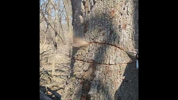 First Felling with Stihl 661 #chainsaw #firewood #treework #bigtrees #bluecollar #fails