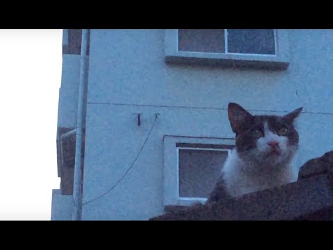 【AirplaneEarsイカ耳】Cat watching from the roof with ears like a parabola ...
