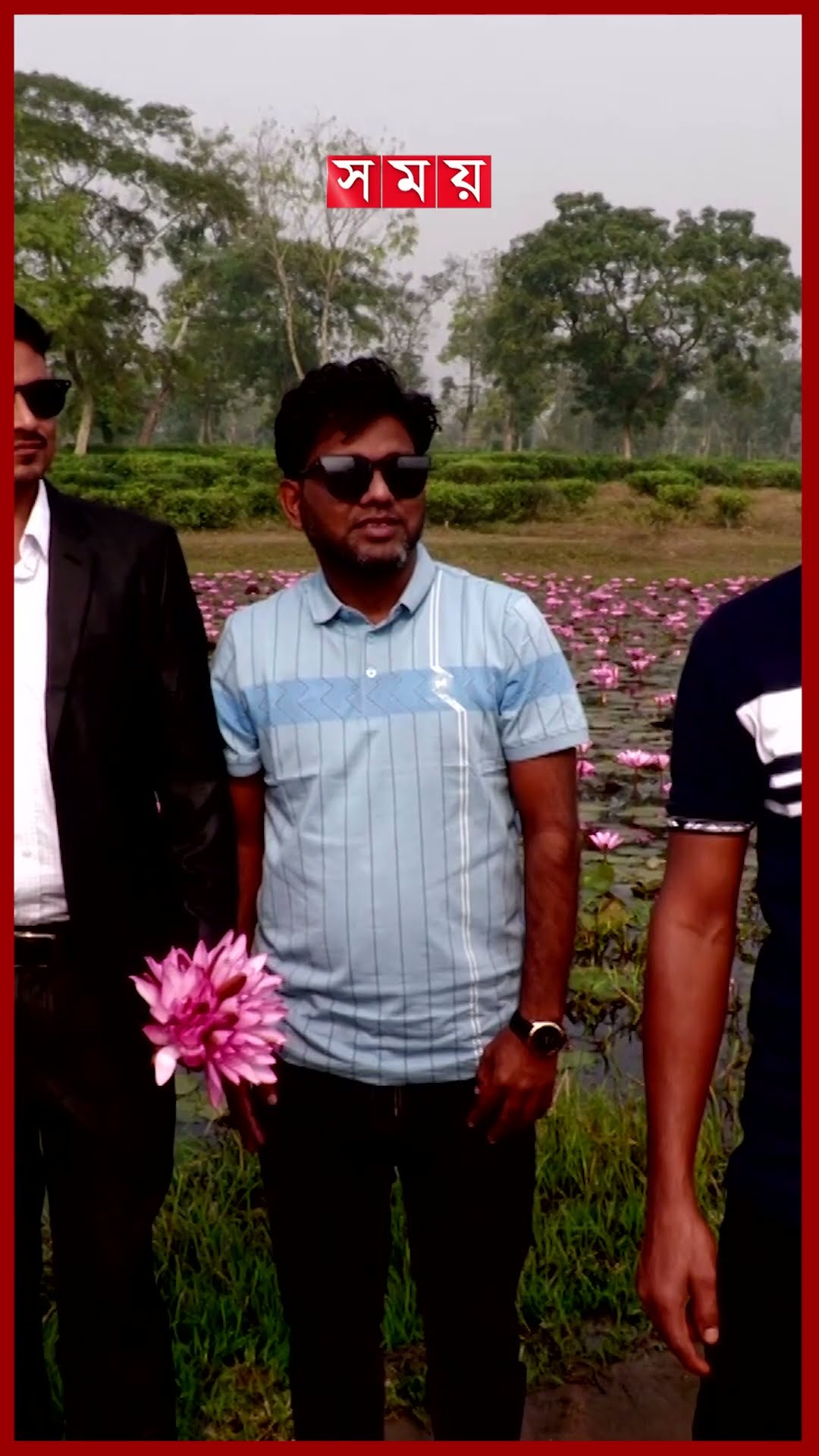 সবুজ চা বাগানে মুগ্ধতা ছড়াচ্ছে লাল শাপলা #redlotus #teagarden #habiganj  #somoytv #shorts