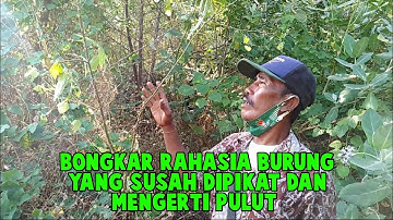 Solusi mikat burung yang mengerti mp3 dan pulut