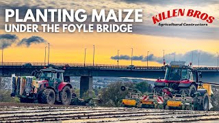 Killen Bros | Planting Maize under the Foyle Bridge