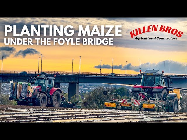 Killen Bros | Planting Maize under the Foyle Bridge class=