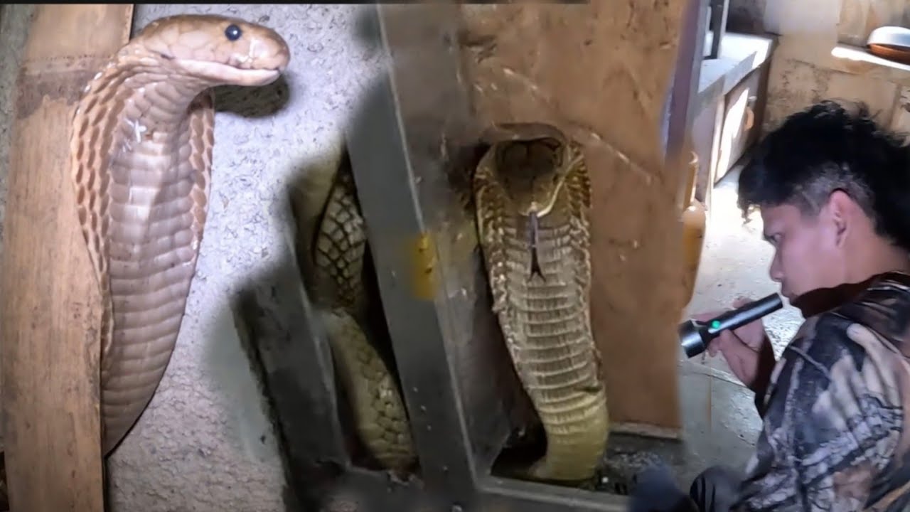 NAPALABAN SA MGA COBRA SA CAVITE