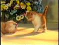 Whiskas kitten food  1991 uk advert