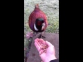 Hamish, the almost pet wild pheasant