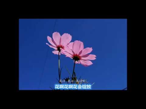 花は咲く (Hana wa saku) (花会绽放 - 中日文字幕)