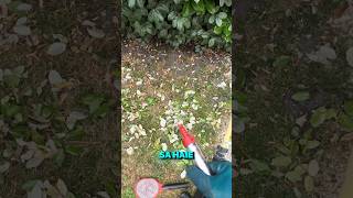 Destruction Nid De Frelons Asiatiques Sur Arès 33740