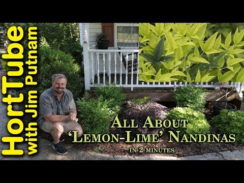 Βίντεο: Πόσο μεγαλώνει το lemon lime Nandina;