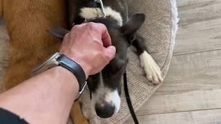 Vacuum Distraction with Della & LB by Intelligent K9 Dog Training 59 views 3 years ago 1 minute, 39 seconds