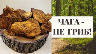 ЧАГА  ЭТО НЕ ГРИБ!!! СМОТРЕТЬ ПОЛНОСТЬЮ!!! (Познавательно!) Birch tinder fungus!