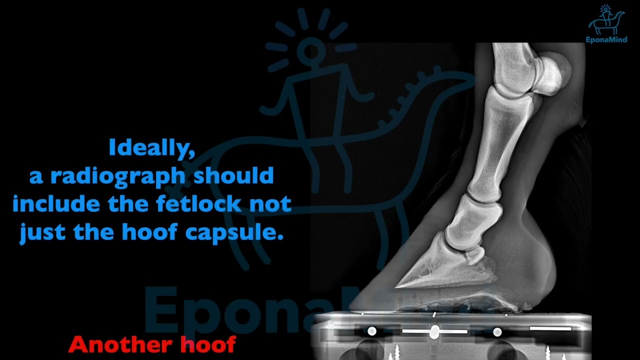 Lever Arms and How it is Related to the Equine Hoof