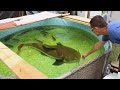 MASSIVE Red-tail Catfish ATTACKS Aquarium Food (Feeding My Pet MONSTERS)