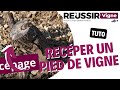 Comment recper un cep de vigne  le tutoriel russir vigne